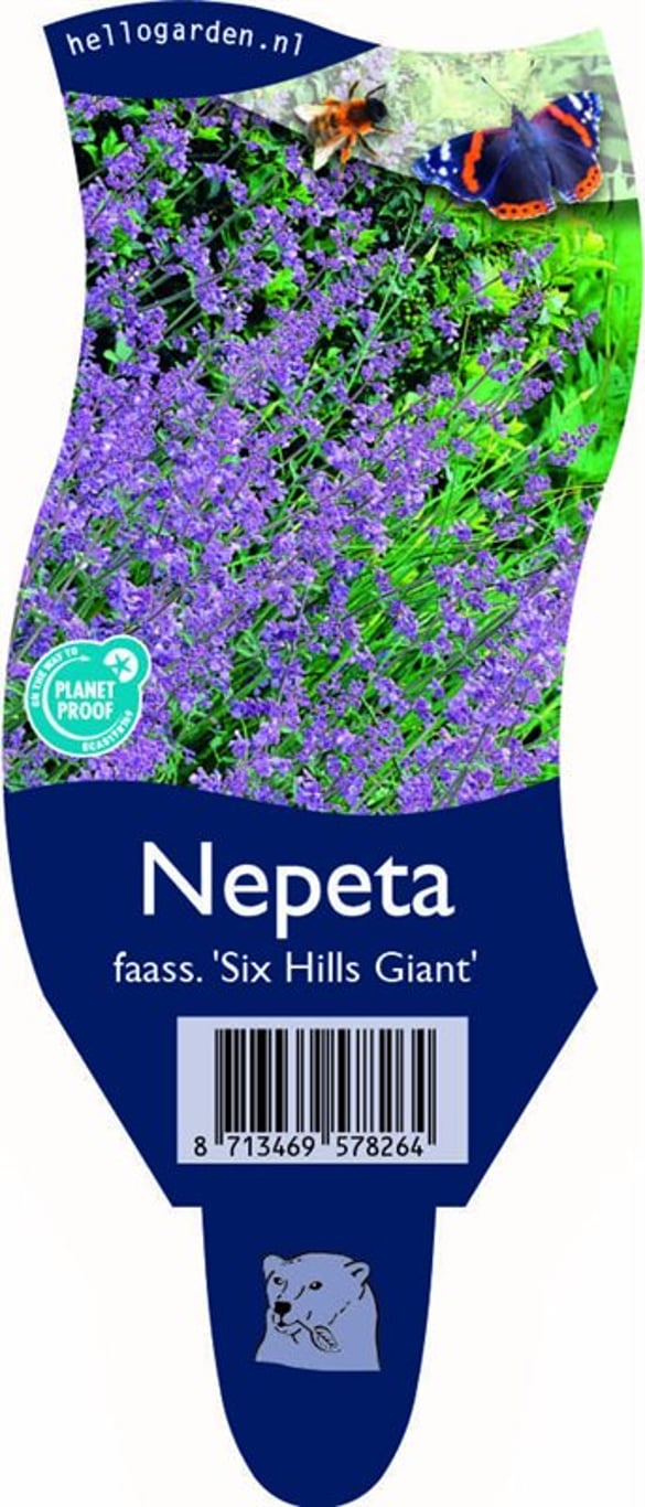 Nepeta 'Six Hills Giant' - P11